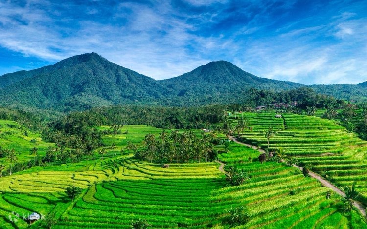 Jatiluwih Rice Terraces Bali