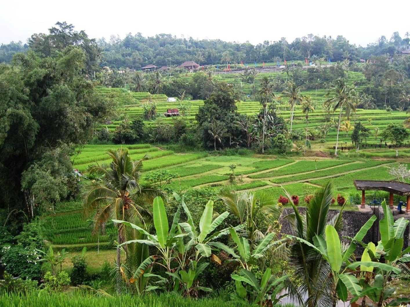 Bali Rice Terraces