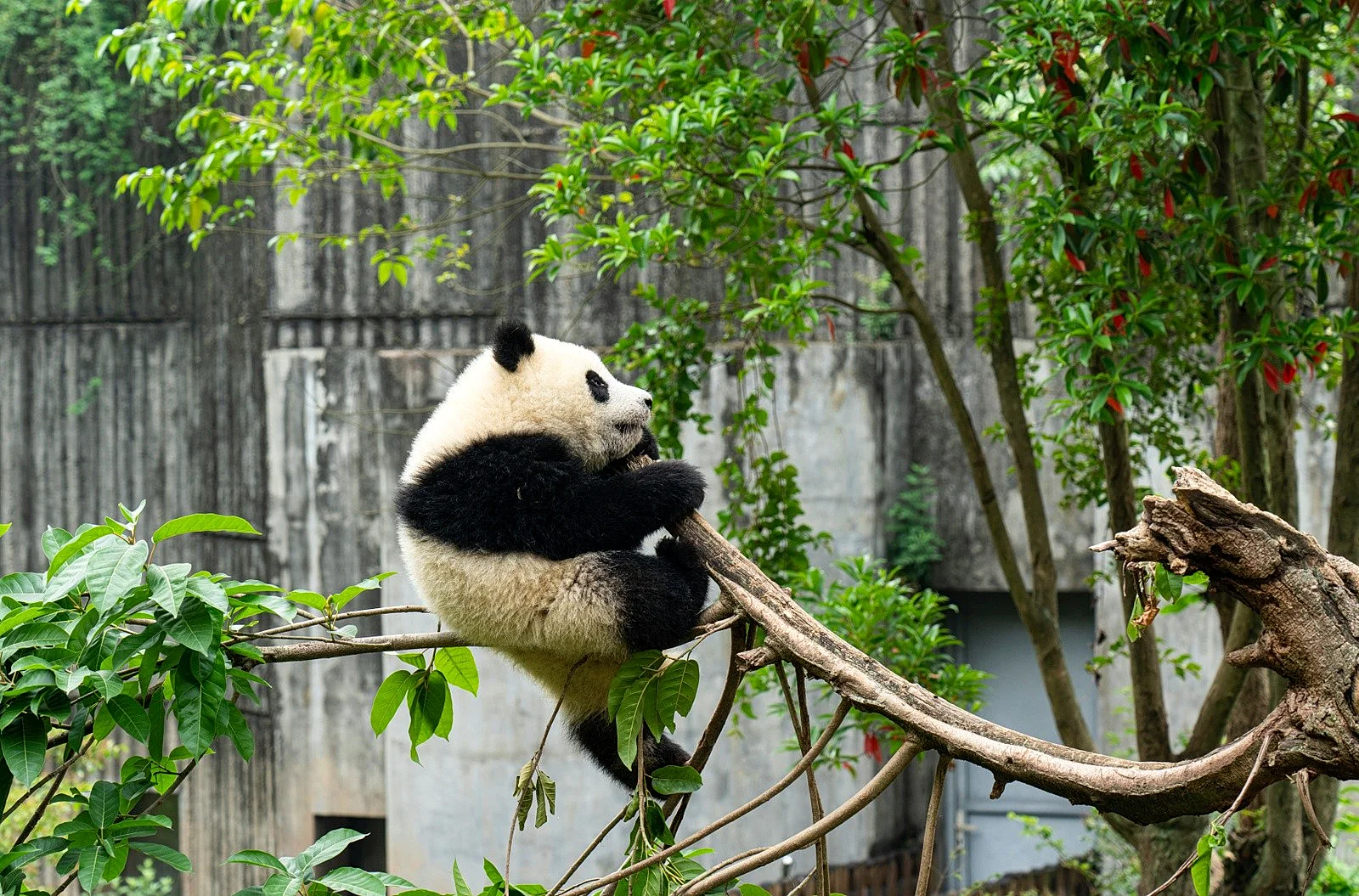 Giant panda eating fresh green bamboo in Chengdu